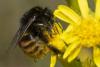 Bombus pereziellus